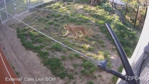 Una cámara de seguridad capta el momento en que cinco leones escapan de un zoológico australiano (VIDEO)