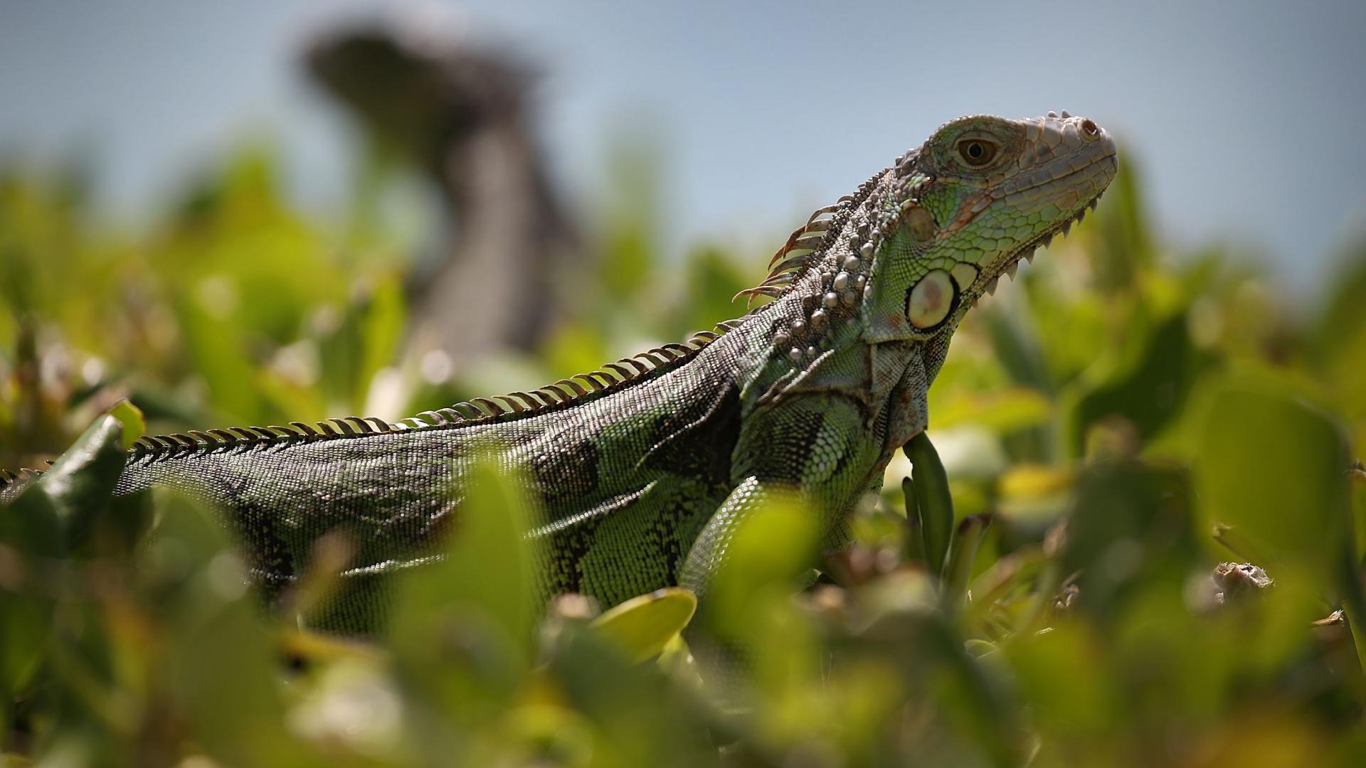 “Lluvia de iguanas”: A qué se debe este extraño fenómeno que ocurre en Florida