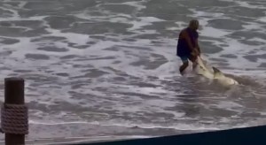 VIDEO: Atrapó a un tiburón y lo atacó brutalmente con un martillo en Florida