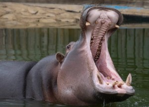 Hipopótamo se tragó a un niño de dos años, lo escupió y milagrosamente quedó vivo