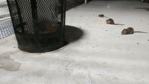 Plaga de ratas en Nueva York: el dineral que pagan por convertirse en un exterminador