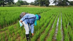 Producción de arroz en Venezuela crece un 118 % en la temporada 2022