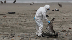 Más de 22 mil aves marinas han muerto por influenza aviar en Perú
