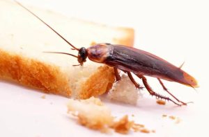 VIDEO: Hallaron cucarachas e insectos en la comida de un famoso restaurante y se desató la locura