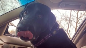 Mocha, un perro de Illinois, inhaló hongos y terminó en quirófano con un pulmón menos
