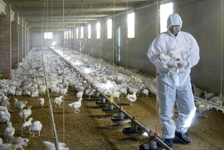 La OMS recibió notificación de muerte de mujer por gripe aviar H3N8 en China