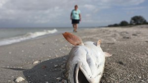 Marea roja impacta a las costas de Florida: Qué significa y cuáles son las recomendaciones a tomar