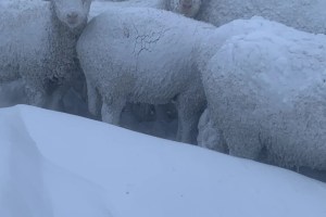 VIDEO: Fuerte nevada sepultó al ganado de un rancho en Dakota del Sur