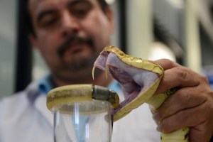 Alertan sobre aumento de cifras de envenenamiento por mordedura de serpiente en Venezuela