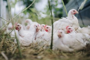 ¿Pollos resistentes a la gripe aviar?, el laboratorio de la oveja Dolly anunció una nueva modificación genética