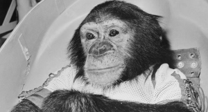 La historia de Ham, el primer chimpancé astronauta: el violento entrenamiento al que lo sometió la Nasa