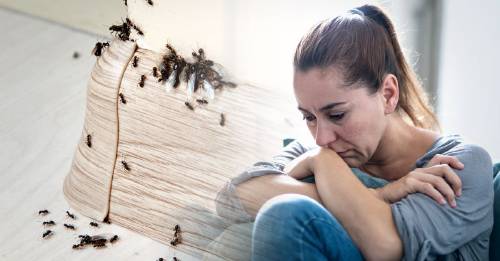 “Te invaden las hormigas”: Cómo eliminarlas de la casa de forma natural para siempre
