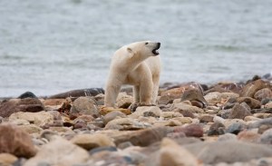 Un oso polar acabó con la vida de dos personas tras brutal ataque en poblado de Alaska