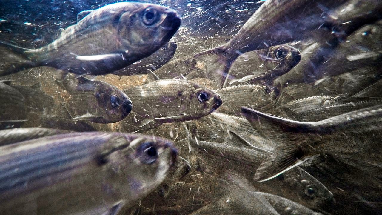 ¿Comemos el plástico que comen los peces?