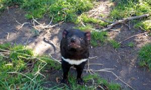 Demonio de Tasmania: por qué se llama así y otros datos curiosos de este animal