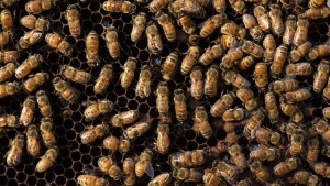 EEUU aprueba el uso de la primera vacuna para abejas en el mundo