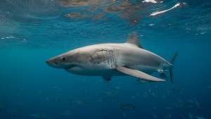 Un buceador fue decapitado en el primer ataque mortal de tiburón registrado en 2023 en México