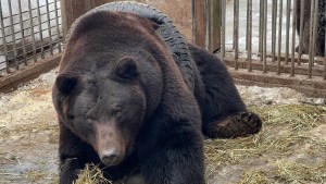 Rescatistas salvan a un oso pardo atrapado en un neumático en Moscú (VIDEO)