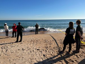 Una orca de más de seis metros muere en una playa de Florida (FOTOS)