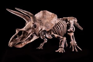 Así luce el esqueleto de Triceratops más grande y alucinante del planeta (FOTOS)