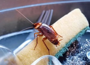 “Cucarachas en la cocina”: La fórmula para eliminar esta plaga indeseable