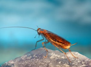 “Las cucarachas” aunque se reproducen durante todo el año, aparecen más con el calor