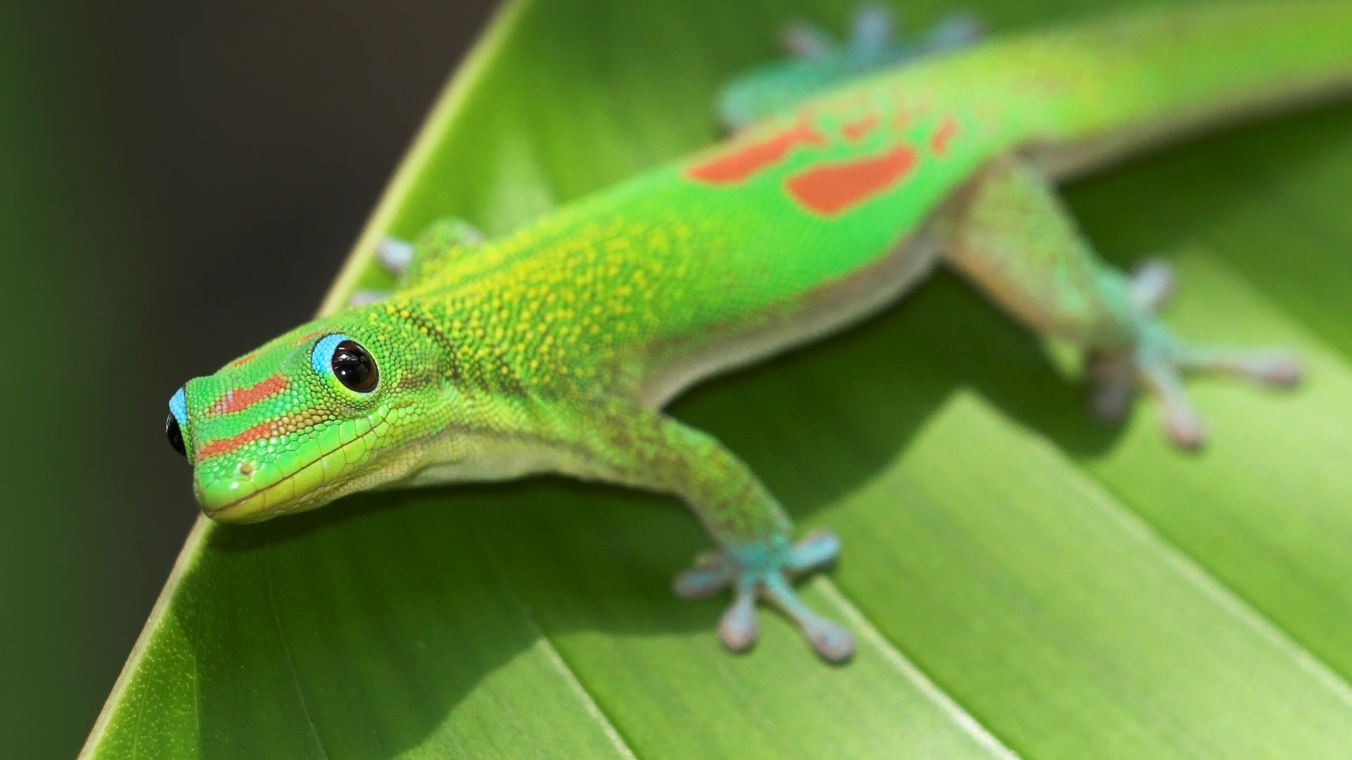 Pequeño y colorido: así es el gecko, el reptil que lucha contra la extinción