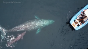 VIDEO da vuelta al mundo: Filman por primera vez el nacimiento de una ballena gris