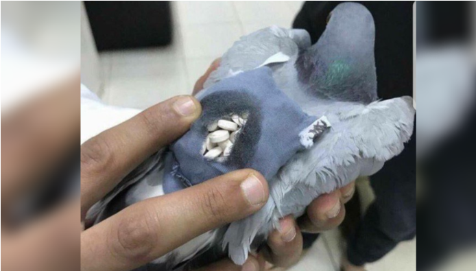 Insólito: atraparon a una paloma con un bolsito lleno de drogas en el patio de una cárcel