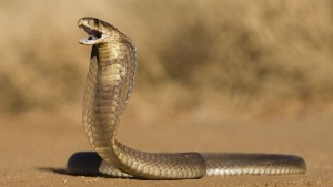 Cayó red en Florida que comercializaba serpientes venenosas protegidas por las leyes
