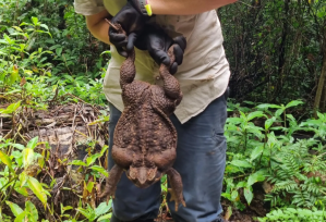 Hallan en Australia un “monstruoso” sapo de caña de 2,7 kilos