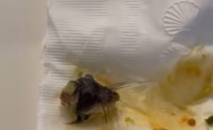 Compró en un Costco de Miami unos raviolis congelados y encontró dentro la cabeza de un ratón (VIDEO)