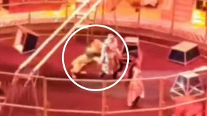 ¡Por poco! Domador se salvó del feroz ataque de un león en un circo (VIDEO)
