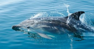 Milagro en Nueva York: Captan el regreso de delfines a aguas urbanas del río Bronx (VIDEO)
