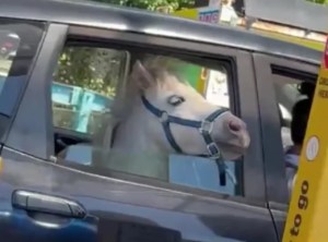 Viajaba con un caballo en su auto: la razón de la insólita escena que hizo delirar a los usuarios de TikTok (VIDEO)