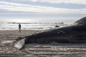Hallaron el cadáver de una ballena en las costas de Pampatar (VIDEO)