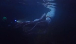 Buzos capturan VIDEO EXCLUSIVO de un rarísimo calamar gigante en la costa de Japón… ¡mide casi 3 metros!