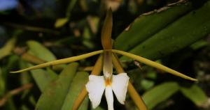 Propiedades del coco, el cambur y la papa que podrían salvar numerosas orquídeas en peligro de extinción en Florida