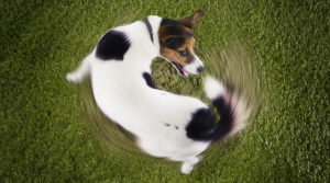 Cuál es la función de la cola en los perros y cómo entender sus movimientos