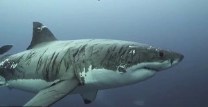 Captan en VIDEO a un tiburón “zombie” resistiendo tras ser devorado en un ataque caníbal