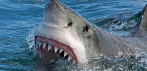 Brutal ataque de un tiburón a un buzo: le arrancó la cabeza y los hombros
