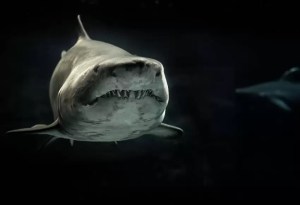 VIDEO: Las aterradoras imágenes de un tiburón tigre nadando cerca de una bañista