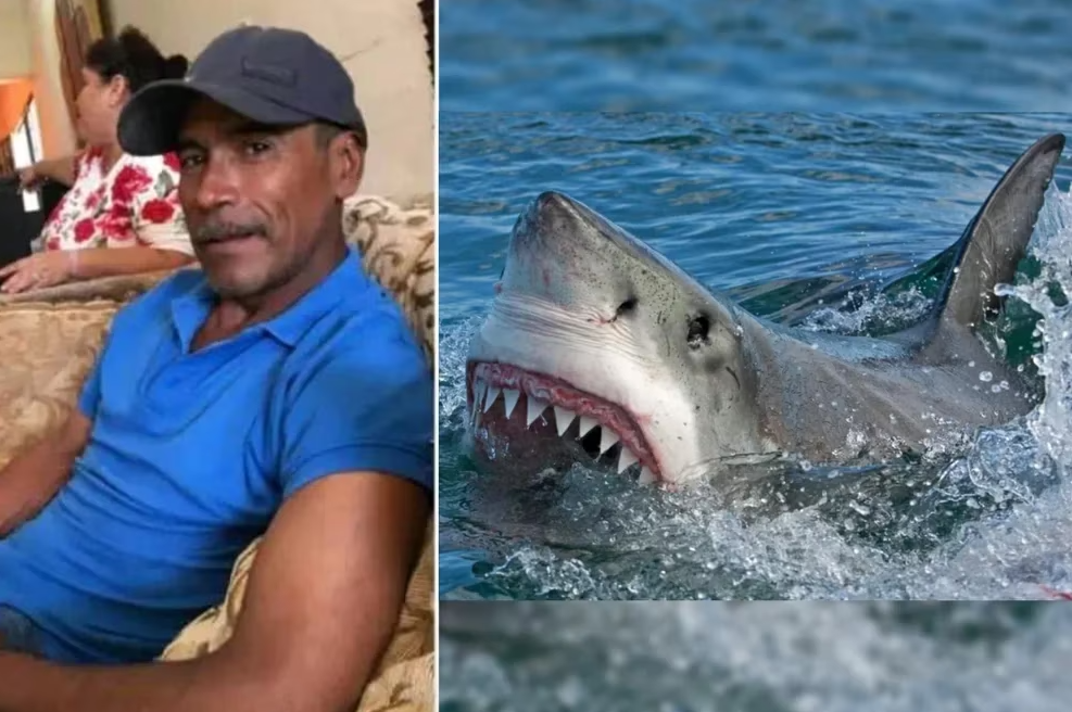 Detalles del ataque de tiburón blanco que le arrancó la cabeza a una persona en México