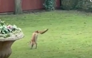 “Nunca antes habíamos visto algo así”: Un raro zorro de dos patas apareció en el jardín de una casa (VIDEO)