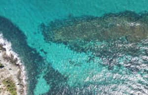 Alertan sobre el crecimiento de un coral invasor en Choroní que supone un severo riesgo en la región