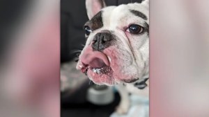 Ralphie, el perro “demonio que escupe fuego”, regresó al refugio en Nueva York