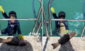 EN VIDEO: niño de ocho años fue atacado por un tiburón en Australia y se hizo VIRAL