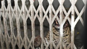 Un leopardo irrumpe en un tribunal en la India y hiere a varias personas (VIDEO)