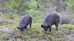 Súper cerdos “increíblemente inteligentes” invaden EEUU desde Canadá