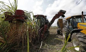 Imported sugar puts Venezuelan sugarcane farmers in check: 80 thousand tons have not left the warehouses